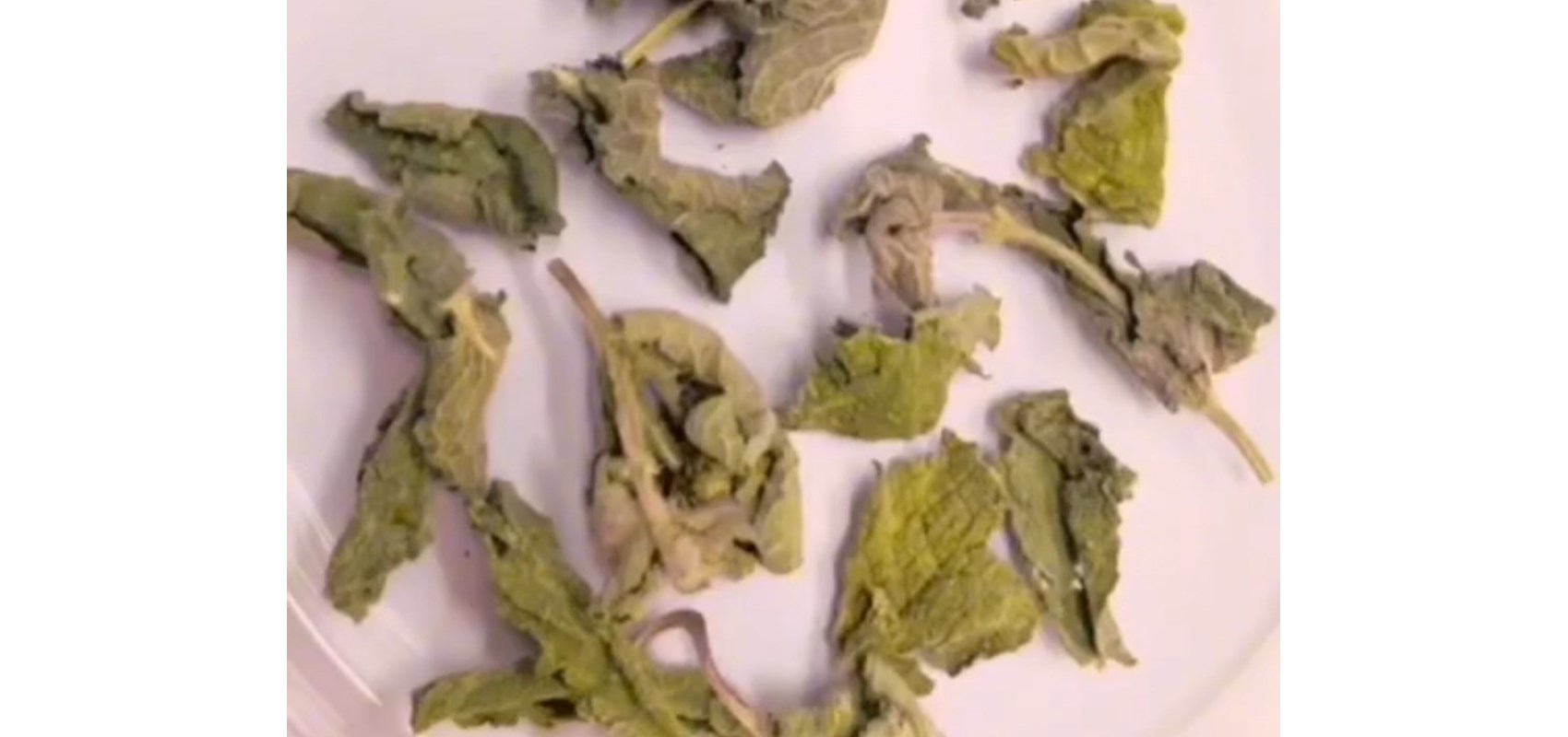 Extraction of essential oil from medicinal plants - UCD
